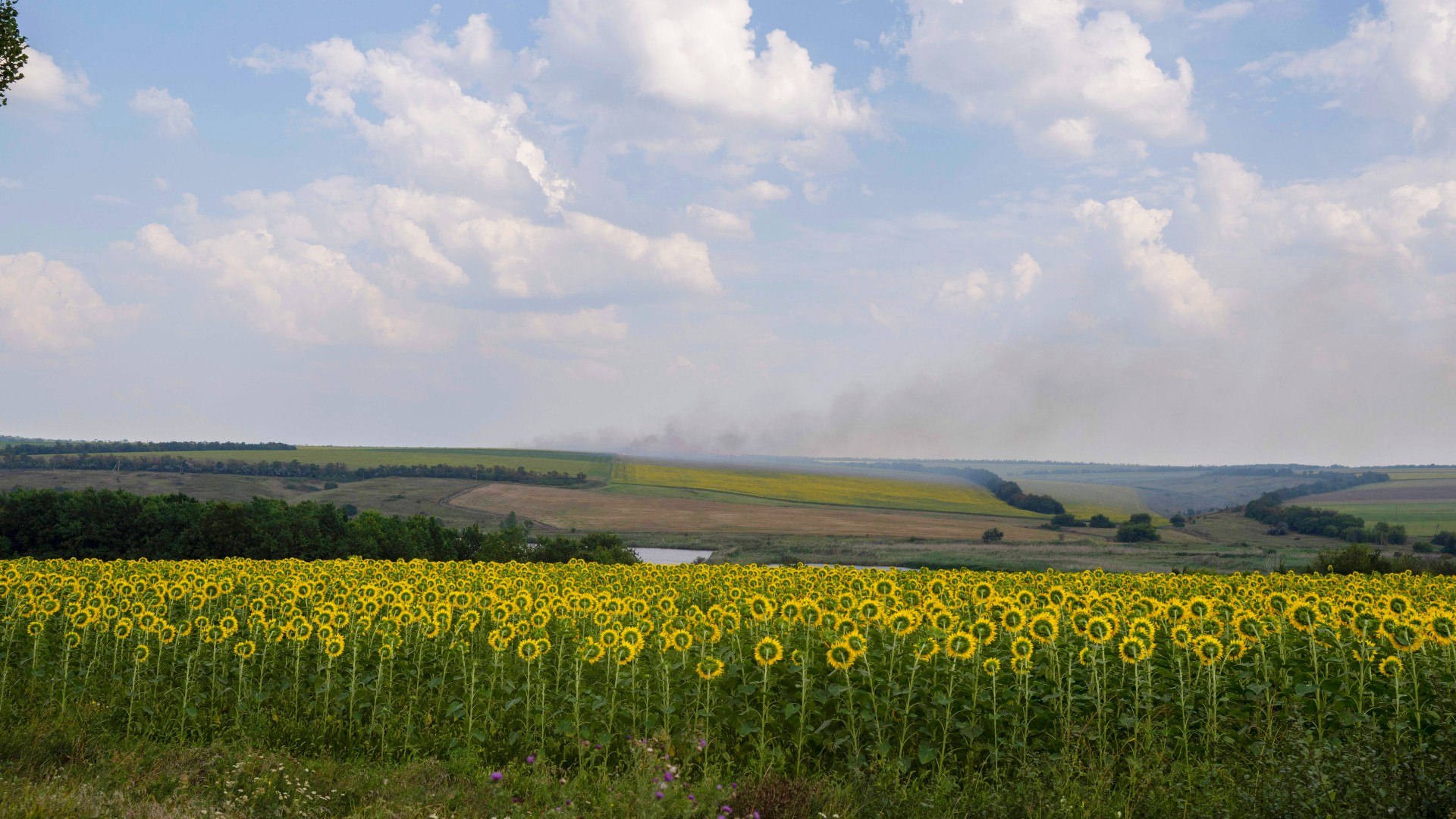 sunflowers with a smoke plume far on the horizon, in behind